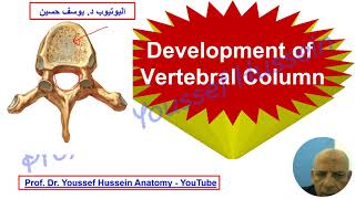 USMLE Step 1 Development of the vertebral column [upl. by Barty]