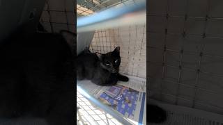 See Mamagirl After Her Surgery  We Are On Our Way Back Home  A YouTube Cat Video Presentation [upl. by Eniamreg]