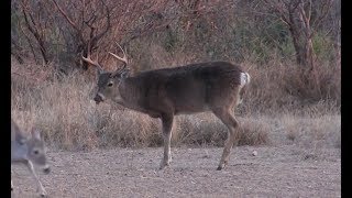 Handling Harvested Game Episode 2 Skinning [upl. by Nura259]