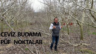 Ceviz Budama PÃ¼f Noktalar  I CEVÄ°Z DANIÅMANI ENDER ÅENER [upl. by Huai]