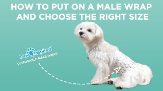 How to Put on a Male Wrap and Choose the Right Size  Paw Inspired® Disposable Belly Bands dog [upl. by Eniluqaj654]