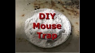 How to get rid of rats and mice in home for less than 100 [upl. by Ahtnamas]