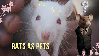 quotThe Surprising Truth About Pet Rats Why They Make Great Companionsquot  Rat as a Pet [upl. by Ikilisav814]