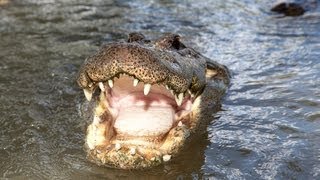 Alligator Captures Python 05  Deadly Animal Attacks [upl. by Soilissav]