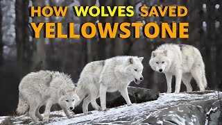 Wolves saved Yellowstone National Park  The Northern Range [upl. by Jonie]