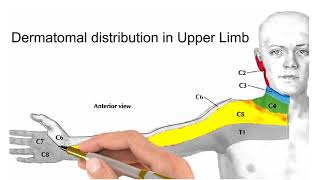 distribution of dermatomes on upper limb [upl. by Rimisac]