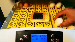 Incubación de huevos de gallina en incubadora automática 1 [upl. by Animehliw296]