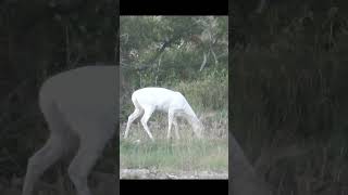 Albino Whitetail Deer [upl. by Kirenoj]