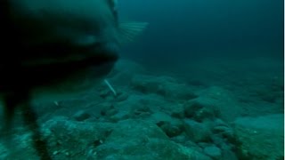 Norwegia dorsze pod wodÄ… cod under water gopro 2014 [upl. by Child]