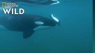 Why an Orca Spins a Sea Turtle with Its Nose  Nat Geo Wild [upl. by Chabot]