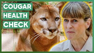 Terri Irwin Helps With A Health Check On A Cougar In Oregon  Crikey Its The Irwins [upl. by Gusba]