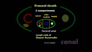 Femoral sheath  contents  Femoral triangle Anatomy [upl. by Bethezel]