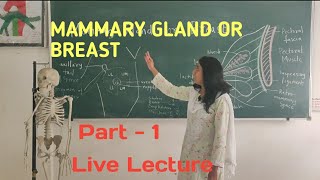 ANATOMY OF BREAST  Part  1  Mammary Gland Live Lecture [upl. by Malim]