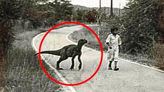 Dinosaurs Caught On Camera And Seen In Real Life [upl. by Stirling]