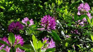 The Wild Rhododendrons of Sutton Park [upl. by Ylecic313]