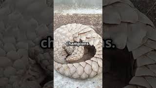 Pangolins The Hidden World Revealed This Will DOUBLE Your Subscribers WITHOUT Making VideosvidIQ1 [upl. by Zullo]