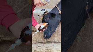 Intravenous calborol infusion in jugular veincattle IV cannulation procedureiv saline in a cow [upl. by Grieve826]