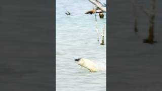 African tiger fish hunting a flying bird [upl. by Odlanyar633]