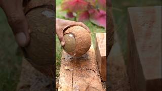 Coconut small  how to remove coconut from Shell [upl. by Adnohrahs560]