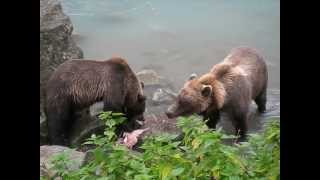 Bears fishing Salmon in the Chilkoot River Haines  Alaska [upl. by Eirrab854]