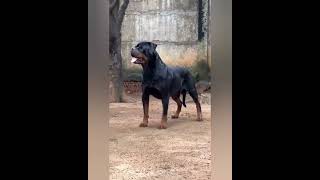 Rottweiler Imported male open for mating DK Rottweilers Pathanamthitta kerala rottweiler viral [upl. by Maurie843]