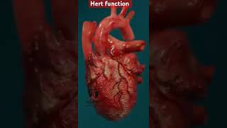 Hert  hert anatomy  heart function [upl. by Boyse]