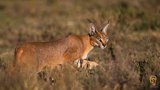 Why Do Caracals Hiss  Reasons Explained MeetQuerrycom [upl. by Timothee]