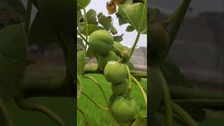 JARAK PAGAR ‼️ Jatropha curcas jarak jarakpagar Jatrophacurcas [upl. by Cavan]