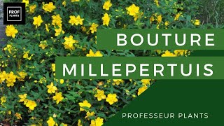 COMMENT BOUTURER LE MILLEPERTUIS [upl. by Aidni]