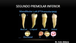 ANATOMÍA DENTARIA Unidad 25 Premolares inferiores Segundo premolar inferior parte 1 [upl. by Truc]