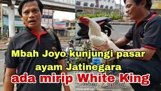 Mbah Joyo kunjungi pasar ayam Jatinegara ada mirip white king [upl. by Ninetta930]