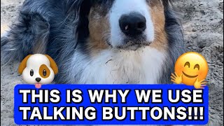 THIS Is Why We Taught Our Dog To Talk [upl. by Ybrek]