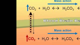 Central and Peripheral Chemoreceptors CO2 Detection [upl. by Nyrraf]