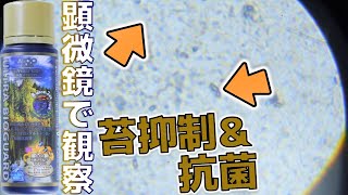 【バクテリア】ビブリオ菌、サルモネラ菌、大腸菌を倒し病気を予防する強者。藍藻の勢力も落ち、飼育水の嫌な臭いも消し去る！AZOOウルトラバイオガード【ふぶきテトラ】 [upl. by Darryl100]