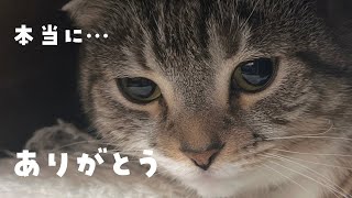 猫が飼い主にお別れを告げているサイン5選｜見逃して後悔しないために…。 [upl. by Anaihs]