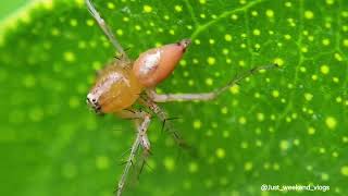 Striped Lynx Spider  Striped Lynx Spider Male vs Female  Macro Photography Video [upl. by Uticas116]