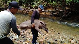 BERBURU amp MENANGKAP BABI HUTAN JINAK [upl. by Anselmo429]