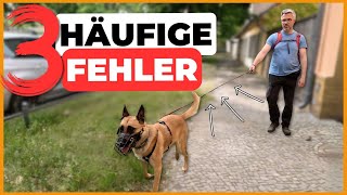 ⛔️Hund Ziehen abgewöhnen – Vermeide diese 3 FEHLER [upl. by Fidelia52]