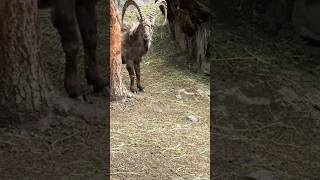 Amazing footage of ibexes ibexgoat uzbekistan petslover [upl. by Kenzie]