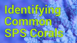 Identifying Common SPS Corals in your Reef Tank [upl. by Lolly710]