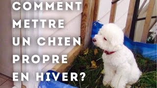 Comment mettre un petit chien propre à lextérieur en HIVER [upl. by Htebazileharas]