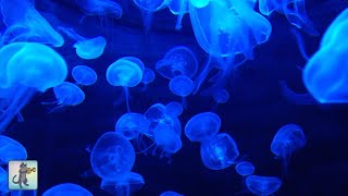 Jellyfish Aquarium  Relaxing Music for Sleep Study Meditation amp Yoga • Screensaver • 3 HOURS [upl. by Odrareve20]