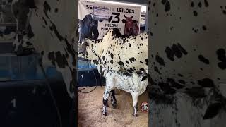 Nelor black pentado cow and calf big cattle farm shorts youtube cow cattle breakingnews [upl. by Kcirddet]