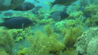 Spearfishing Baja California 2010 [upl. by Pandora133]