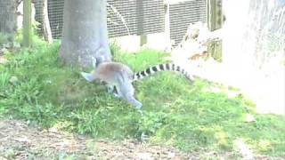 Lemur climbing tree Blackpool Zoo [upl. by Agueda]