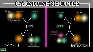 Carnitine Carrier System  Carnitine Shuttle  Beta Oxidation [upl. by Hatfield]