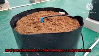 MENANAM MELON DENGAN CARA Greenhouse [upl. by Ahdar632]