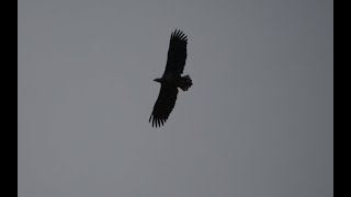 whitetailed eagle soaring [upl. by Eenwat903]