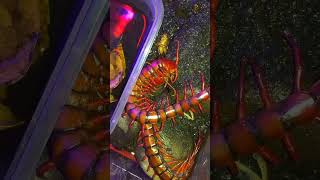 two centipedes eating together shorts centipede pets [upl. by Nels]