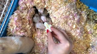 Hamster Babies Going Crazy on Egg White  Day 15 [upl. by Ahsial938]